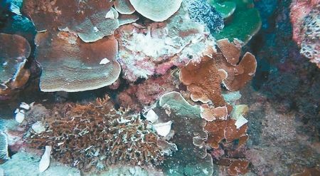 垦丁海域不时见到被潜水客踩踏或碰撞断裂的珊瑚。来源：台湾《联合报》