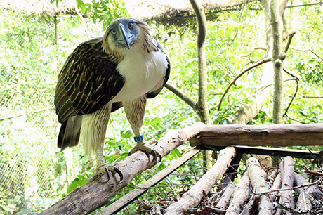 菲律宾环境暨天然资源部20日与新加坡野生动物保育集团签署协议，将出借一对菲律宾鹰给新加坡裕廊飞禽公园。图为出借的15岁公鹰乔瑟米卡（Geothermica）。